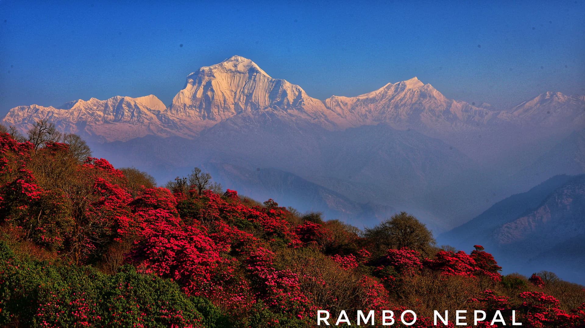Rhododendron Forest and Mountain scene from Poonhill