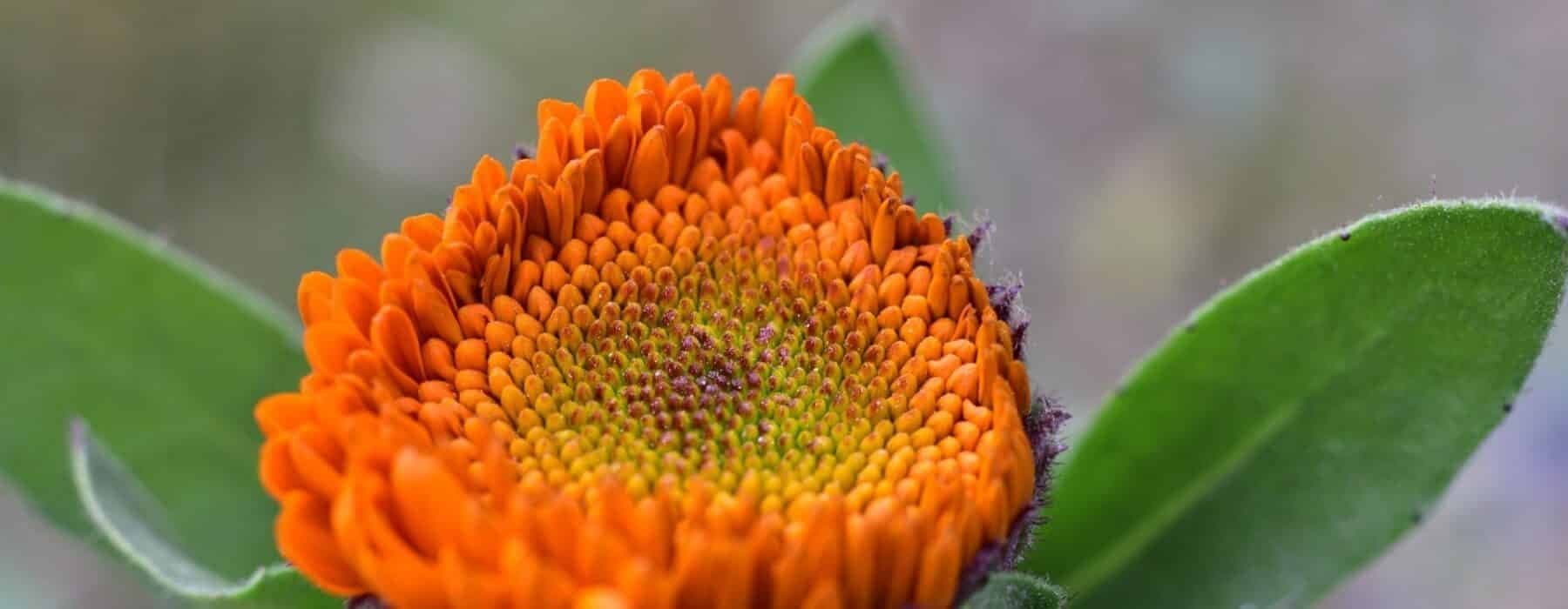 Nepali “Resham Firiri” Song Lyrics and Its English Translation