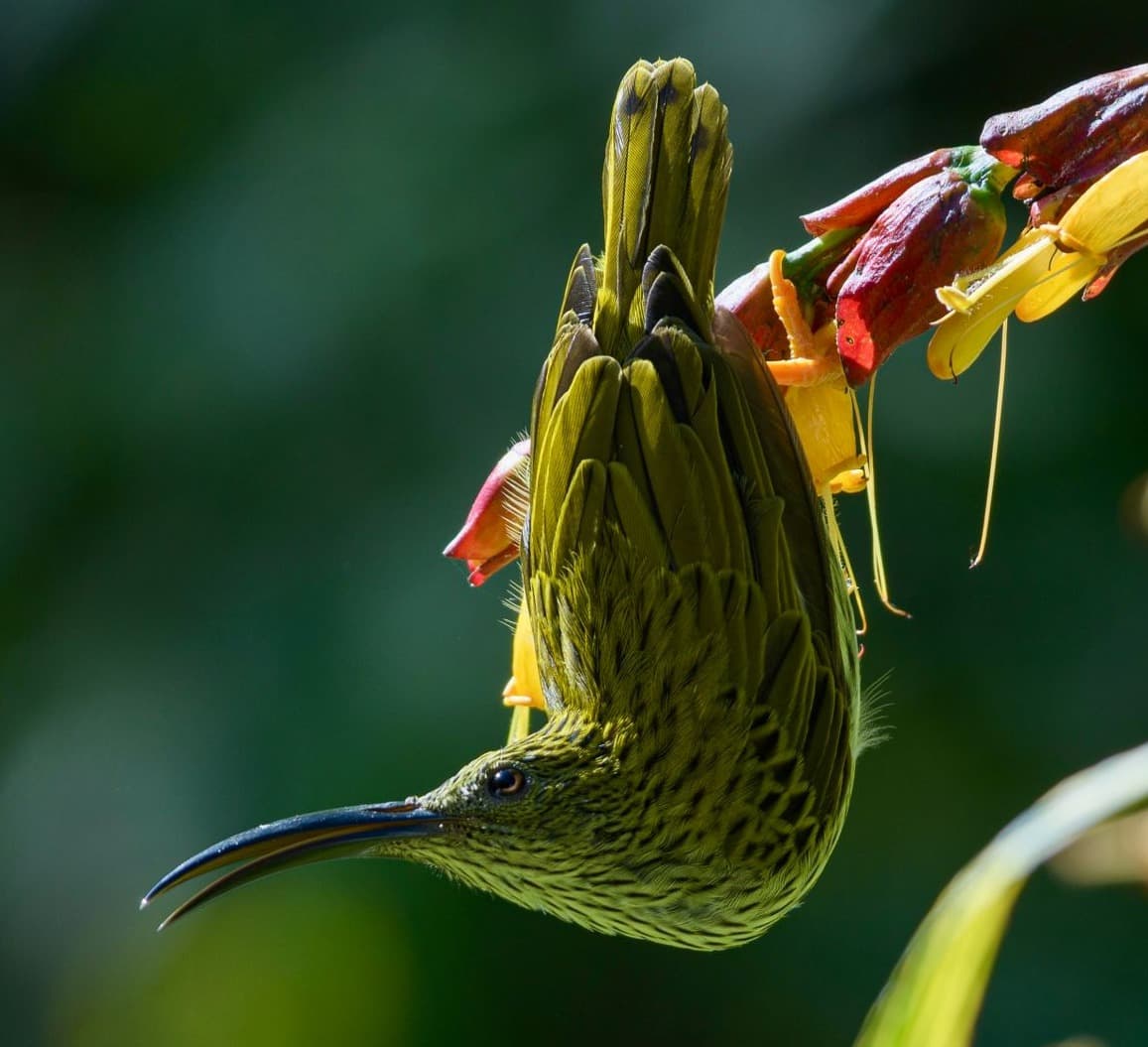 Bird Watching Tour in Chitwan