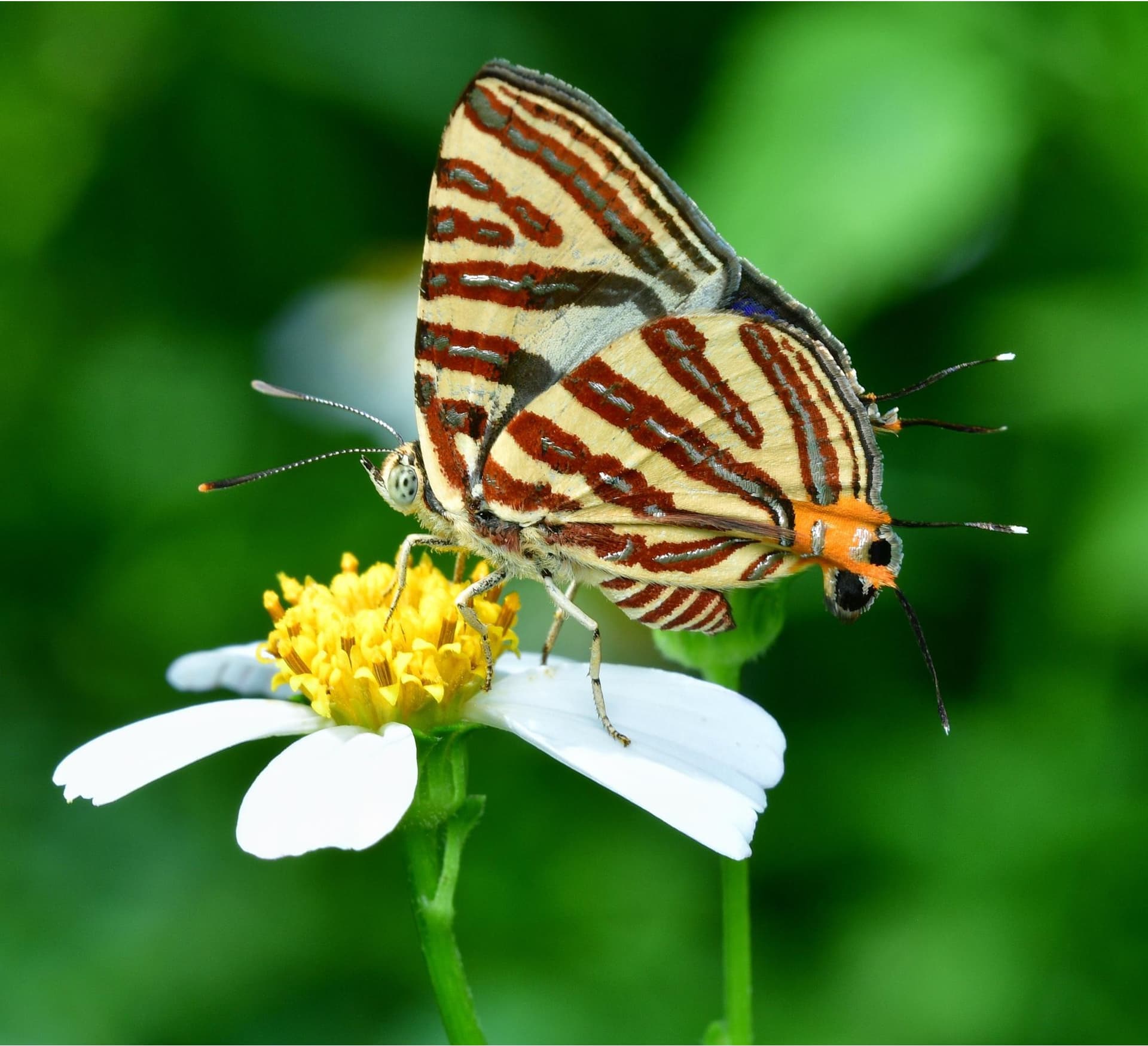 Butterfly Watching Tour in Nepal