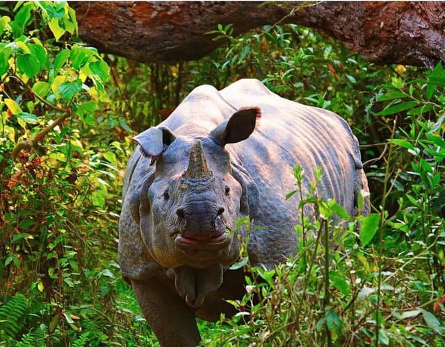 Chitwan National Park