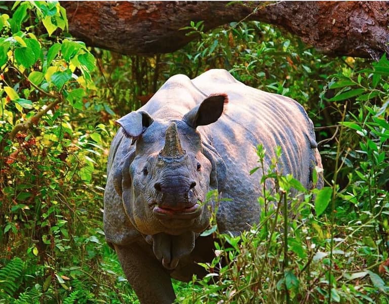 Chitwan National Park