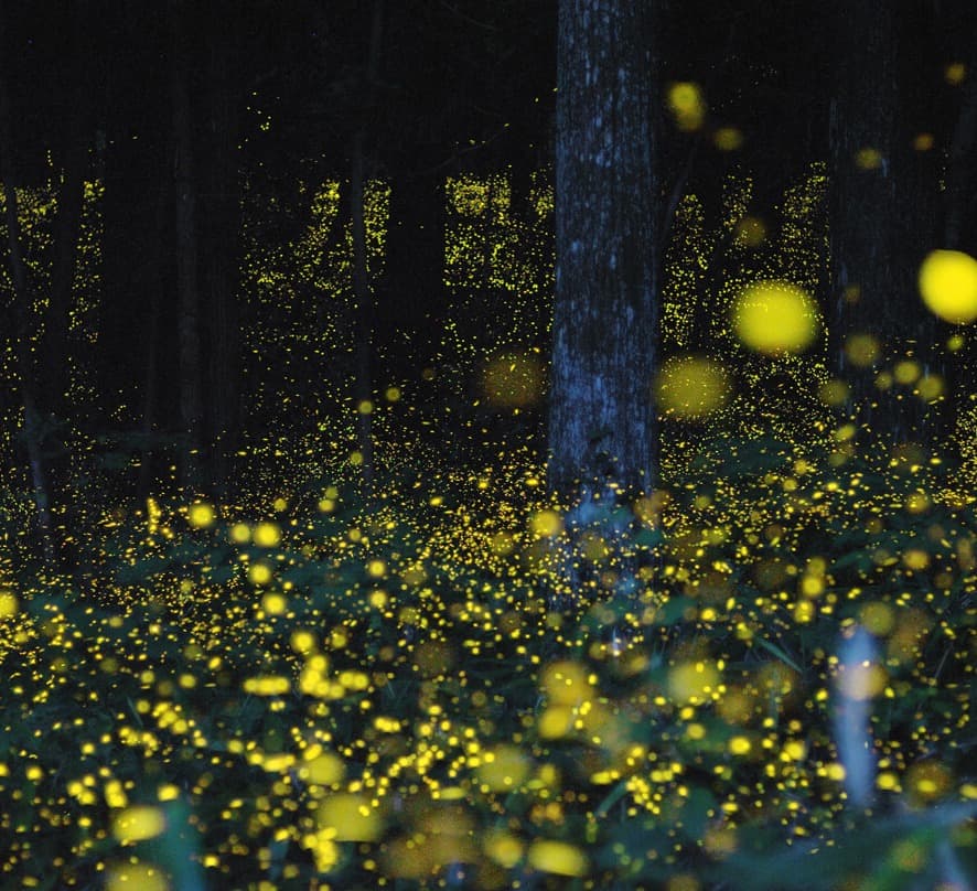 Firefly Watching Tour Dhading