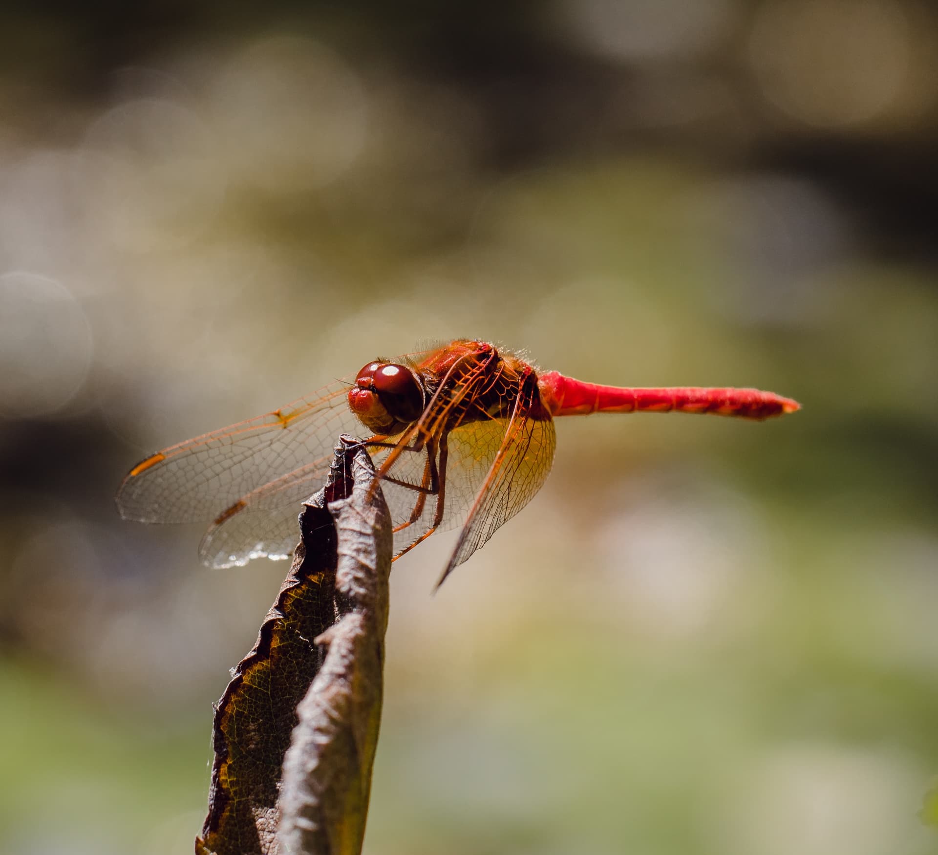 Insect Photography in Chitwan