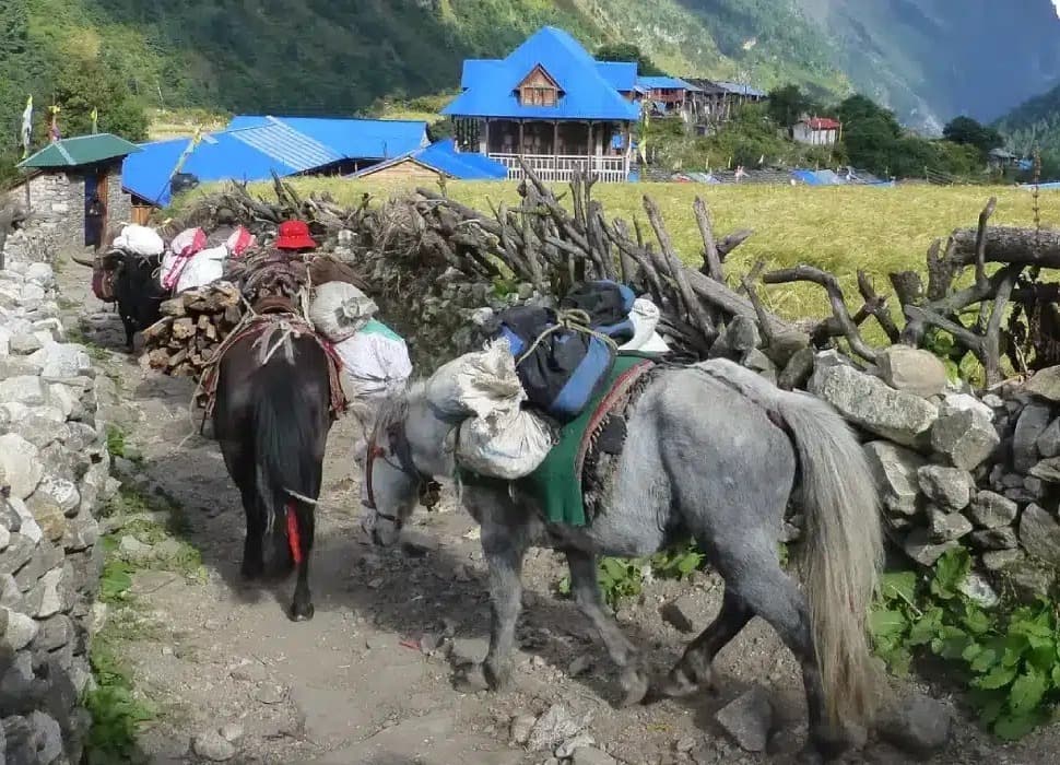 Lho Village: A Popular Accommodation Stop in Manaslu Trek