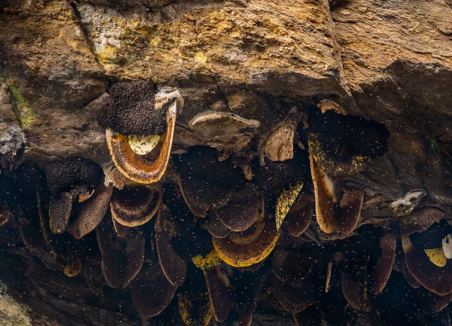 Beehive in Cliffs