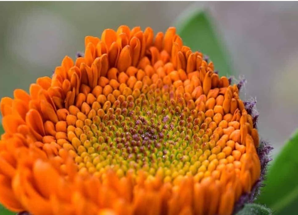 Nepali “Resham Firiri” Song Lyrics and Its English Translation