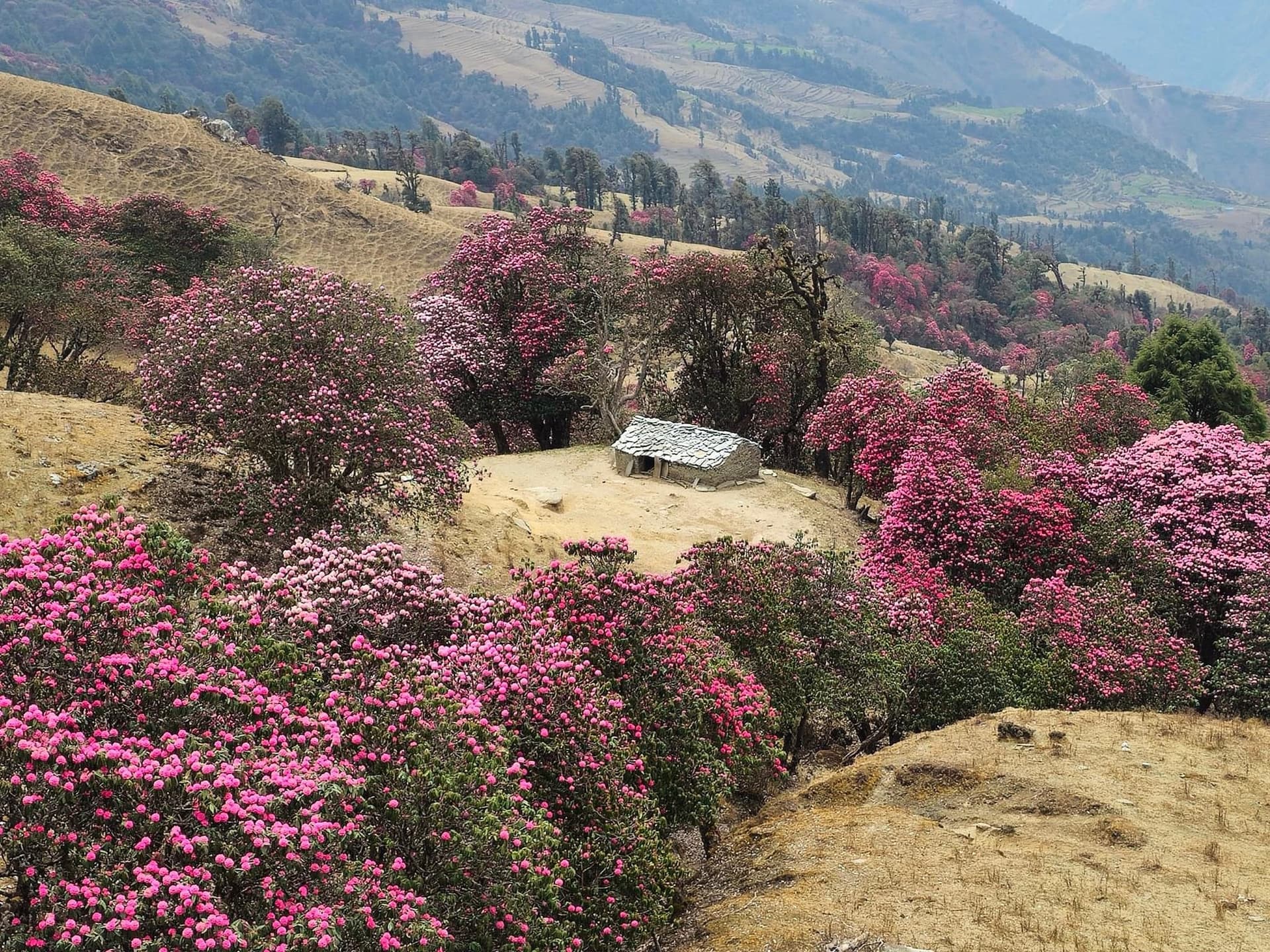 Rhododendron Forest Poonhill