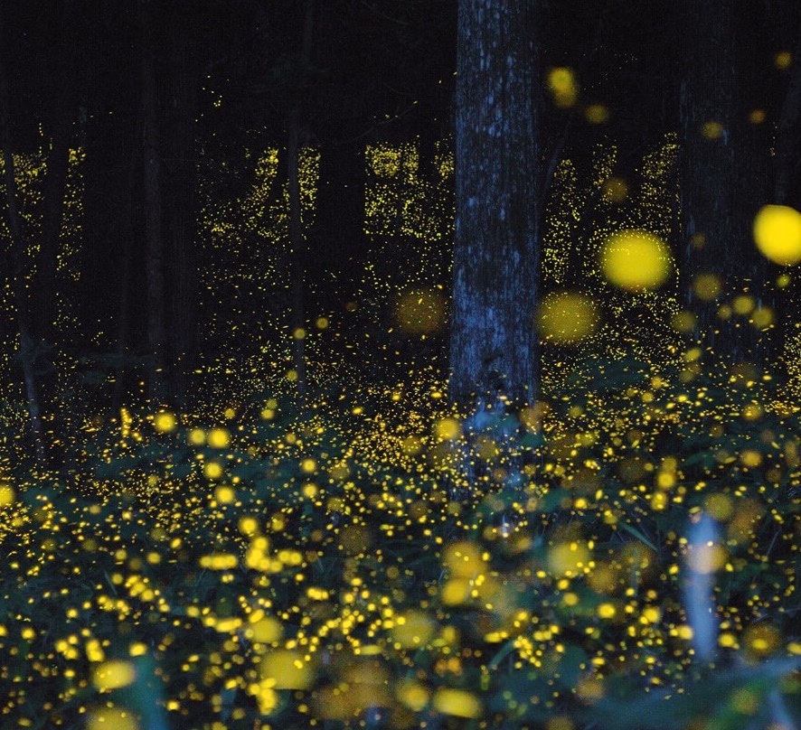 Firefly Watching Tour Dhading