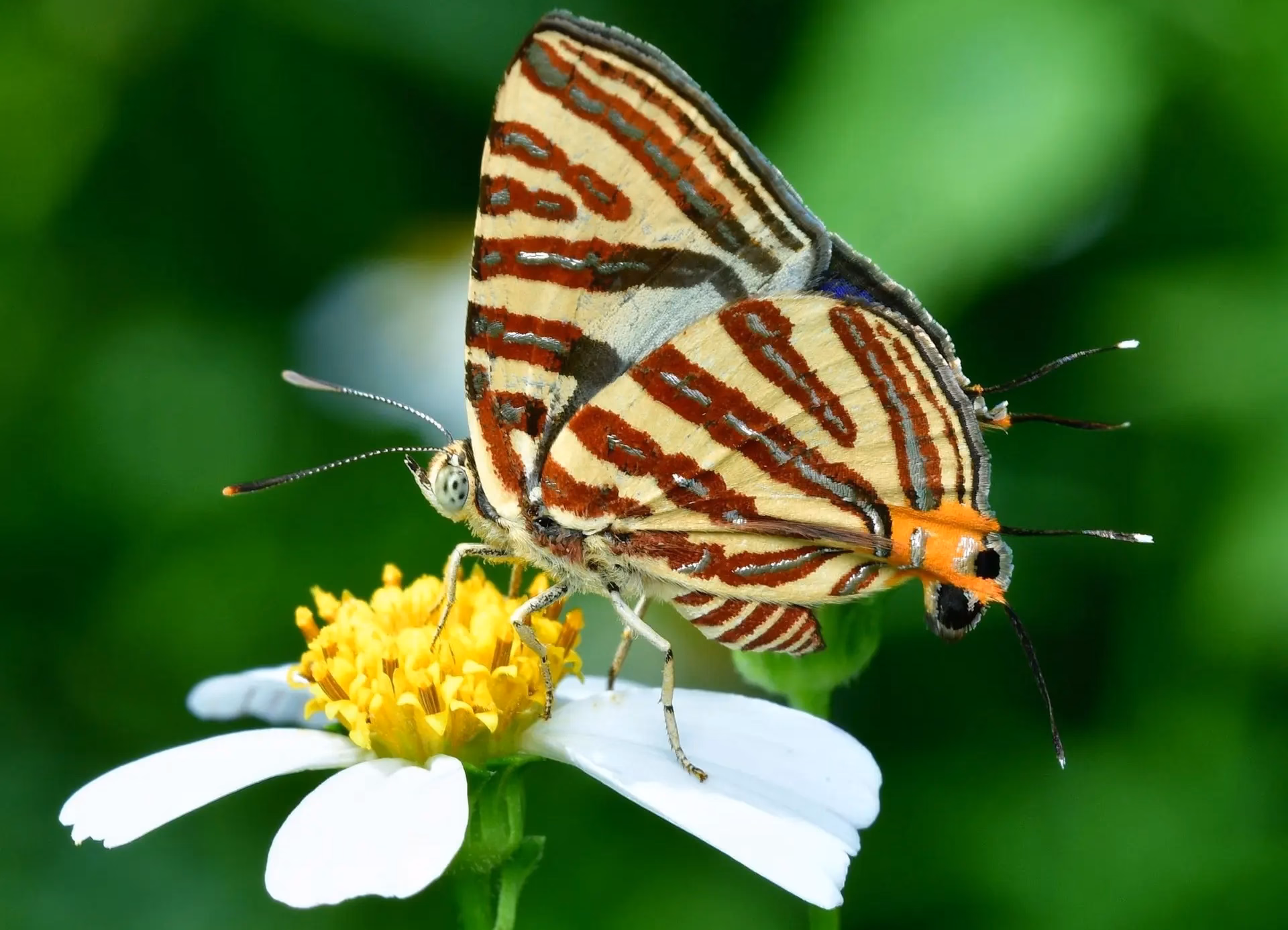 Butterfly Watching Tour in Nepal